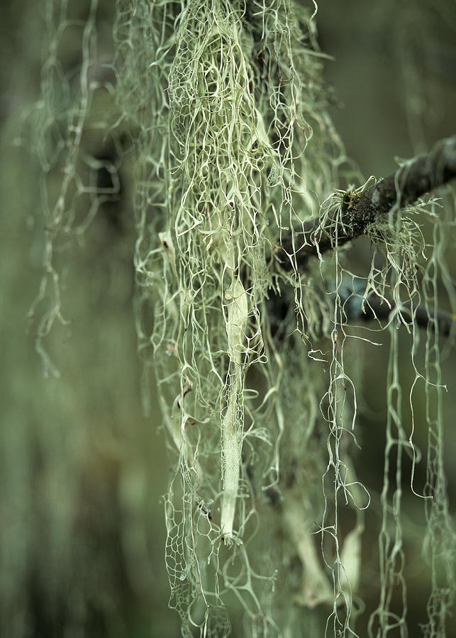Lichens Photograph by Robert Potts