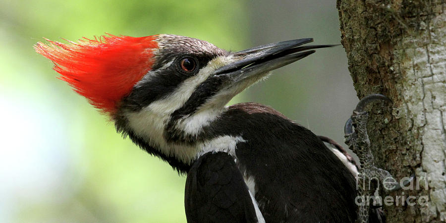 Lick It Up - Pileated Woodpecker Photograph by Meg Rousher