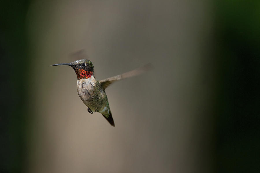 Licked - Ruby-throated Hummingbird - Trochilus colubris Photograph by Spencer Bush