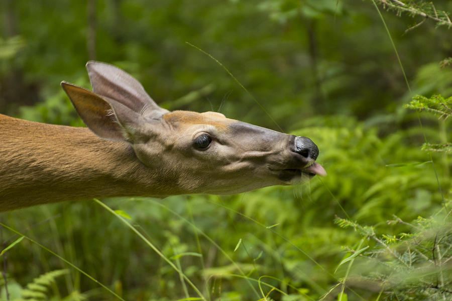 Licked - White Tailed Deer - Odocoileus Virginianus Photograph by Spencer Bush