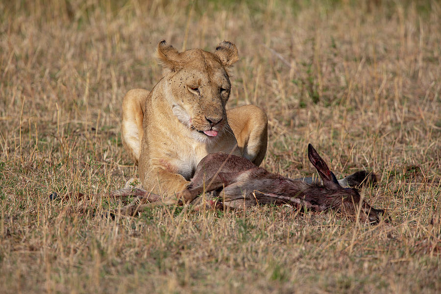 Licking Good Photograph By Leigh Lofgren - Fine Art America