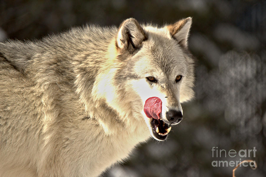 Licking My Chops Photograph by Adam Jewell