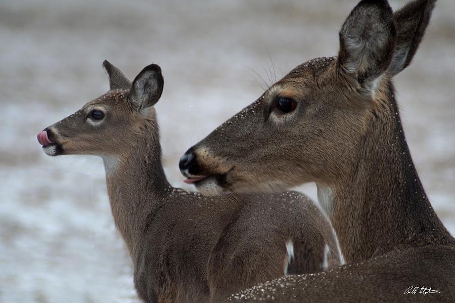 Licking Snowflakes Photograph by Bill Stephens