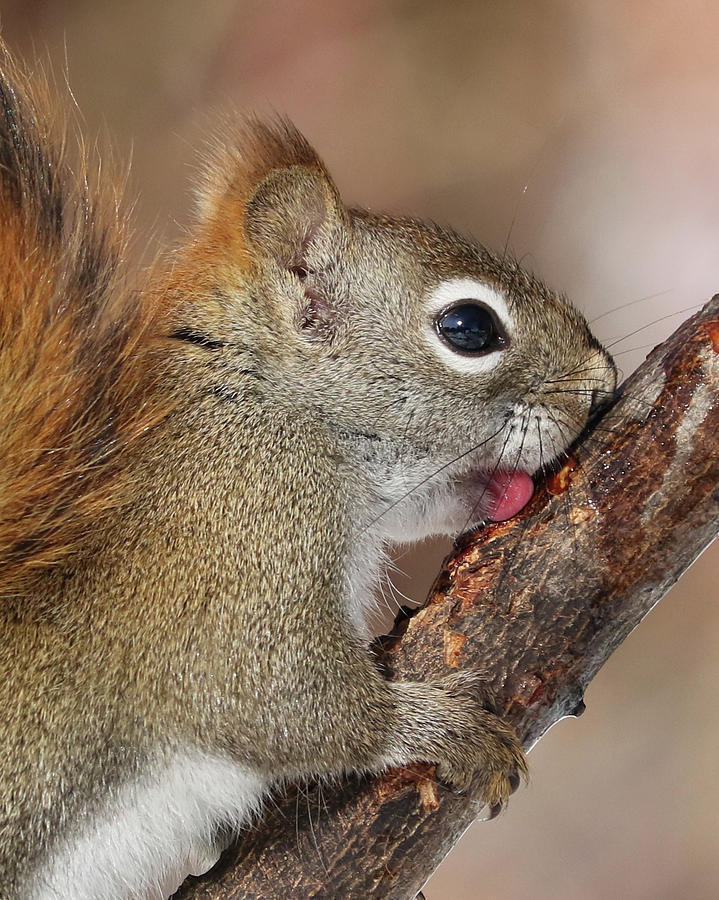 Licking Up The Sweet Sap Photograph by Doris Potter
