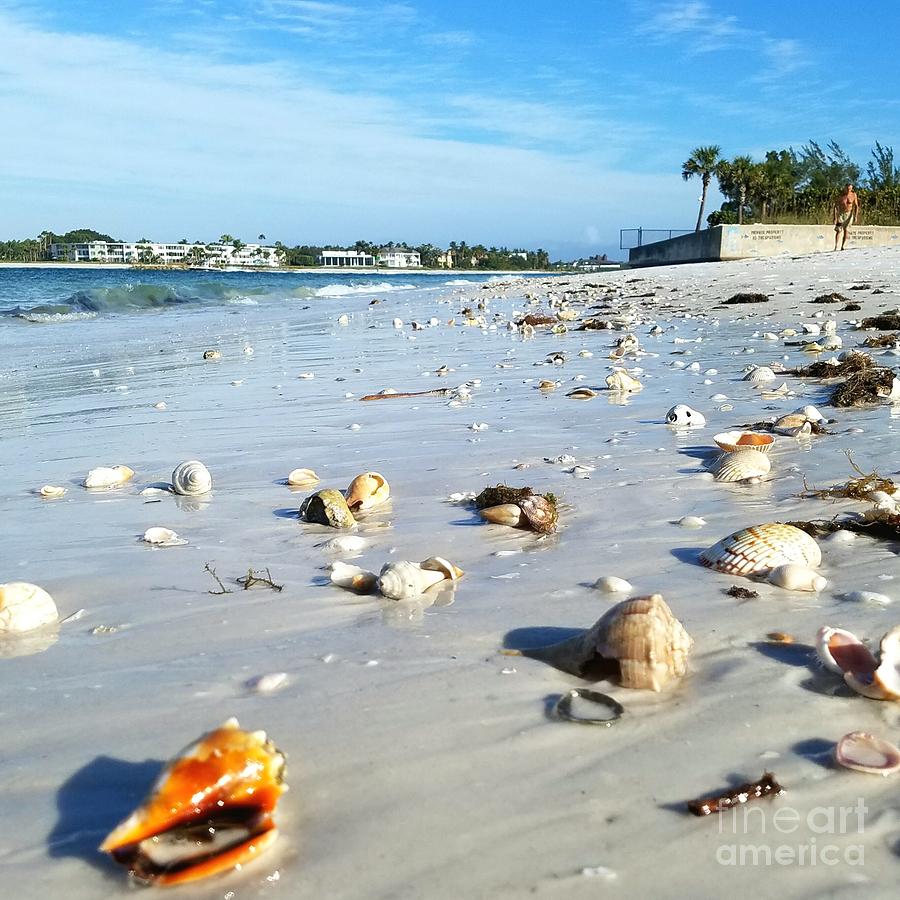 Lido Beach Sea Shells 1 Photograph by Lou Ann Bagnall