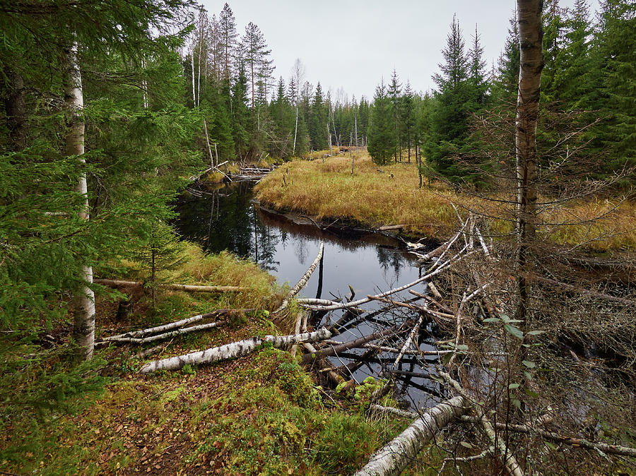 Liesijoki.  Seitseminen National Park Photograph by Jouko Lehto