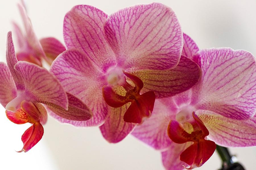 Life as a orchid  Photograph by Gerald Kloss
