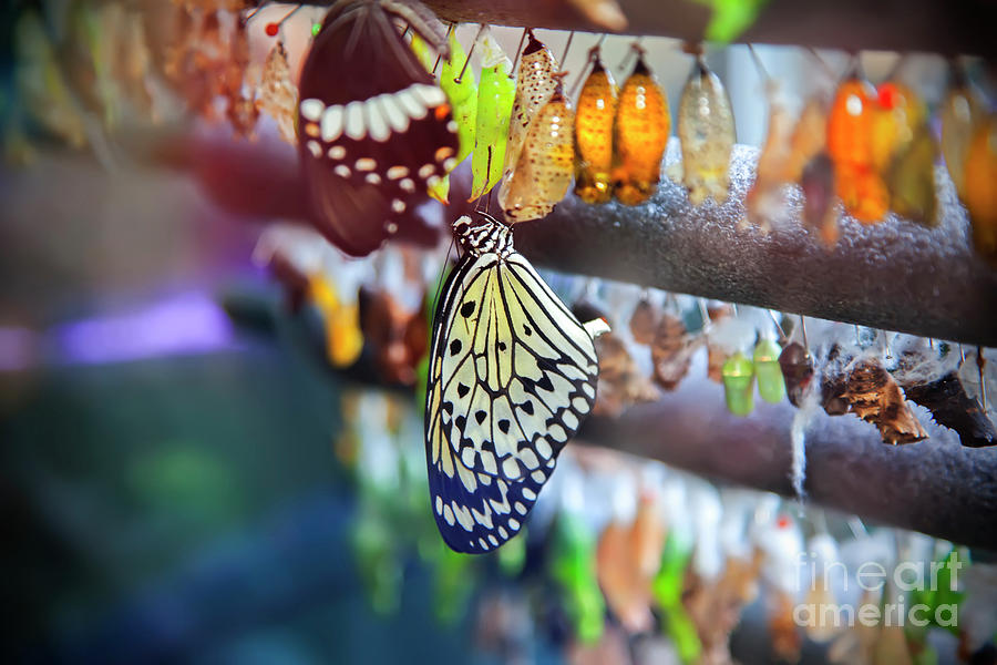 Life Cycle Of Butterfly Photograph by Ariadna De Raadt