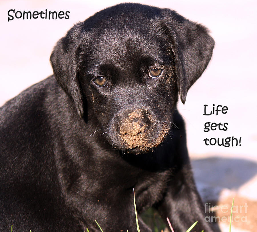 Dog Photograph - Life Gets Tough by Cathy Beharriell