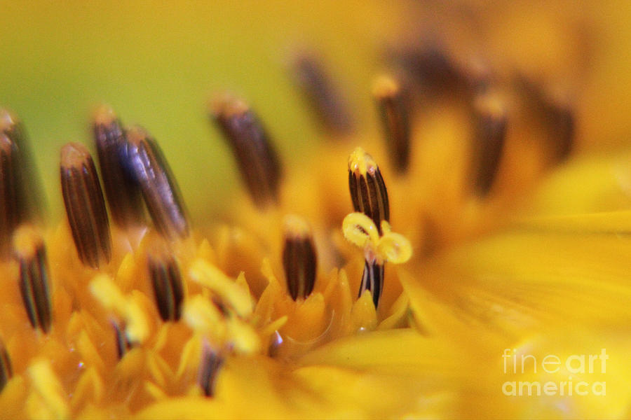 Sunflower Photograph - Life Gives us Presents by Lori Mellen-Pagliaro