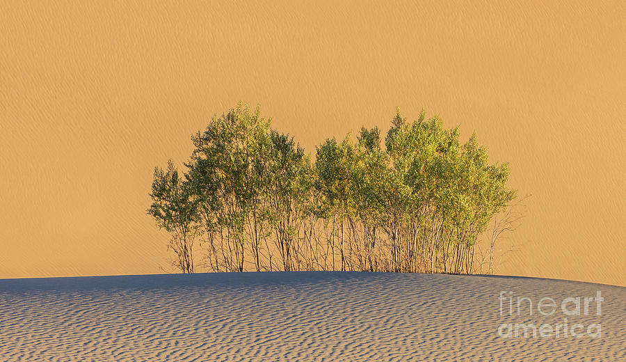 Life in the Desert, Death Valley National Park Photograph by Henk Meijer Photography