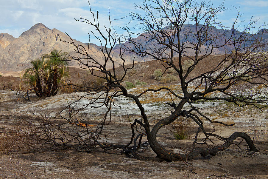 Desert Photograph - Life in the Desert by Neal Martin Desert Photograph - Life in the Desert by Neal Martin