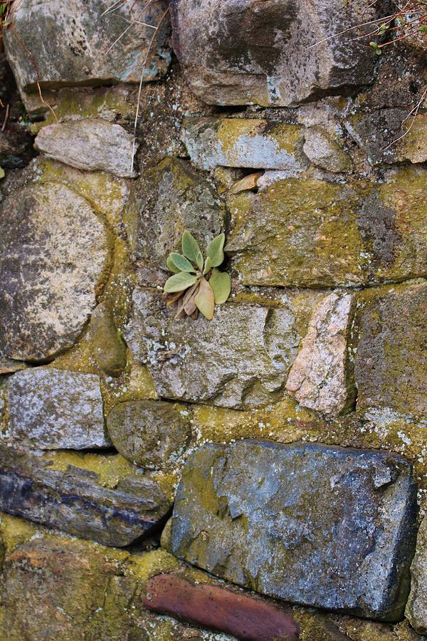 Life In The Wall Photograph by Karen Silvestri