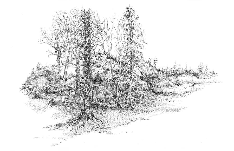 Life in the Woods Drawing by Holly Stone