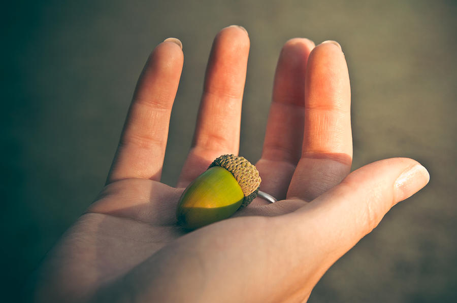 Life into the Palm of your Hand Photograph by Loriental Photography