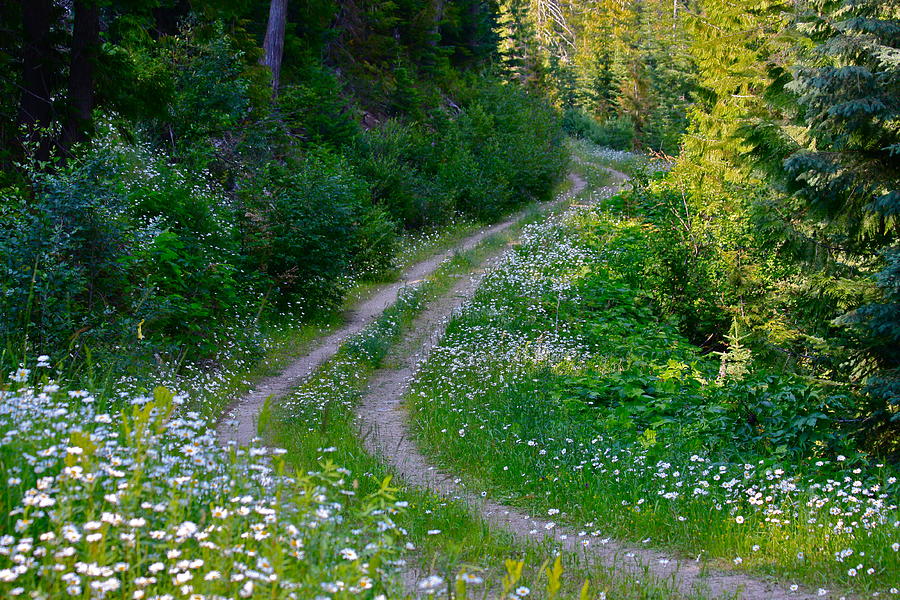 Life Is A Journey On A Road Lined With Daisies Photograph by Karon Melillo DeVega