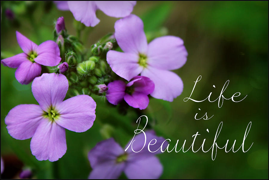 Flower Photograph - Life is Beautiful by Denise Irving