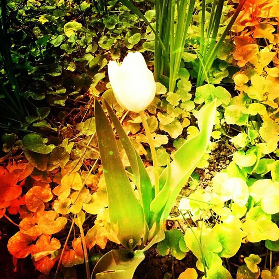 Nature Photograph - White Tulip by Daniela Elena Vilcea
