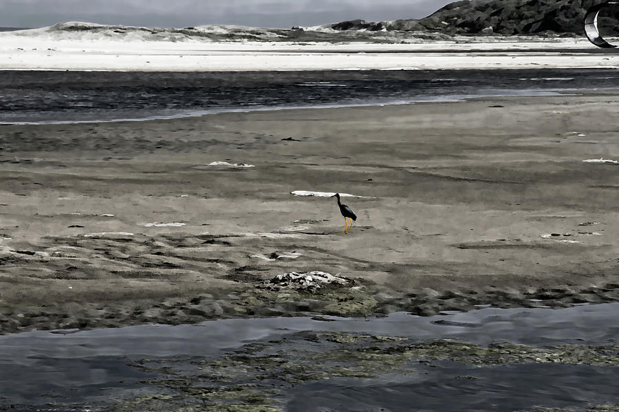Heron Photograph - Life Is Good At Wollumboola Lake by Miroslava Jurcik