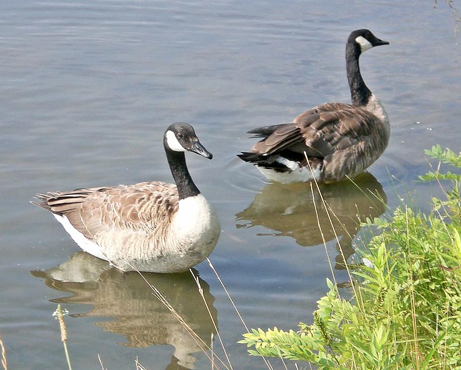 Life is Good For Canadian Geese Photograph by Sholeh Mesbah Fine Art