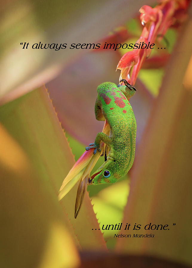 Life Lessons From a Gecko #1 Photograph by Susan Rissi Tregoning