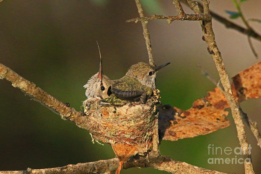 Hummingbird Photograph - Life Lessons - Never Spit Up by Craig Corwin