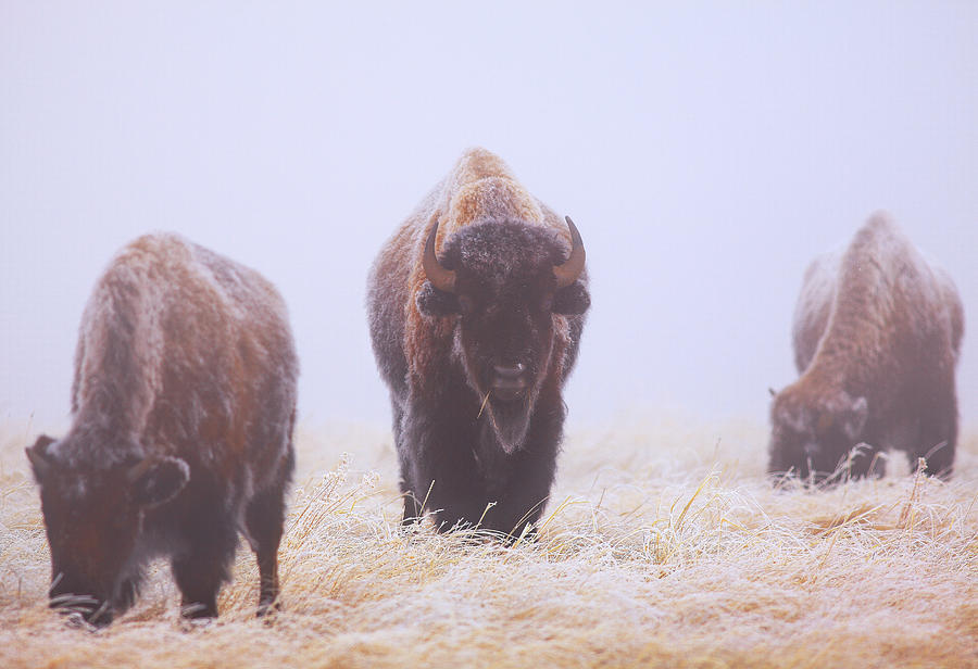 Yellowstone National Park Photograph - Life Must Go On by Kadek Susanto