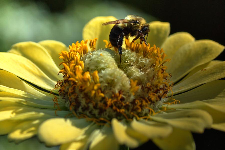 Life of a Bee Photograph by Carol Montoya