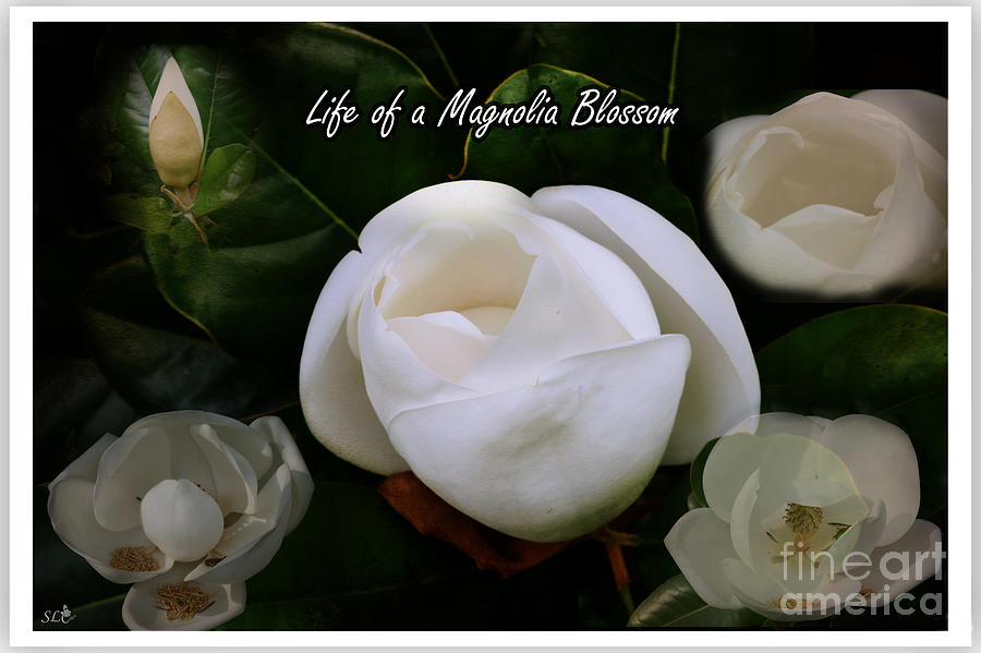Life of a Magnolia Blossom Photograph by Sandra Clark