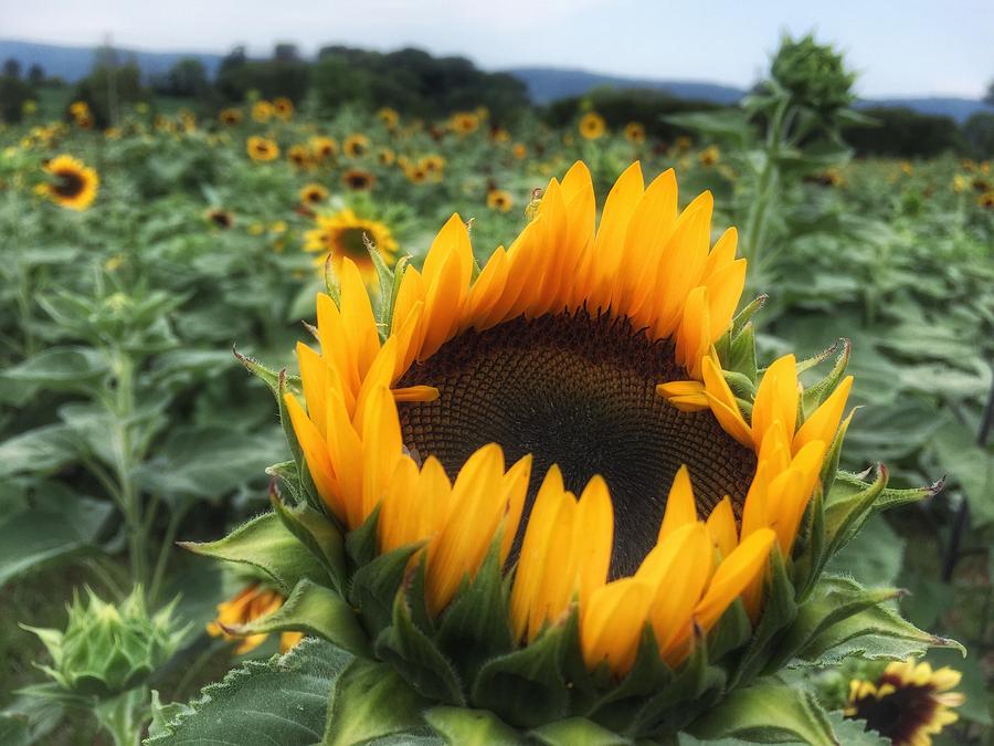 Field Of Sunflowers Photograph By Kim Brandt Fine Art America