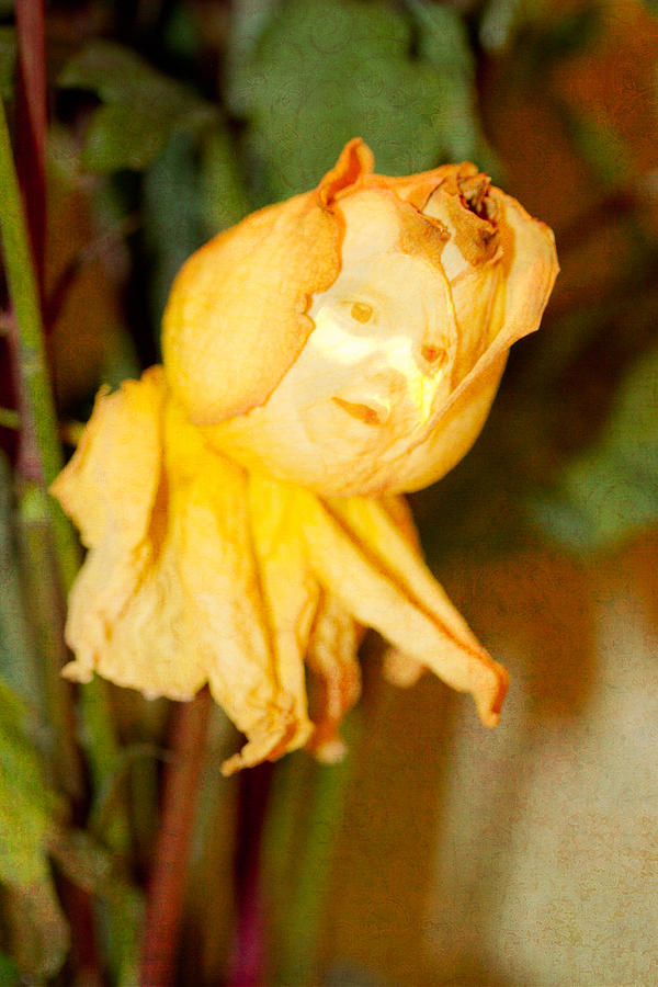Life Of A Wilted Rose Photograph by Marie Jamieson