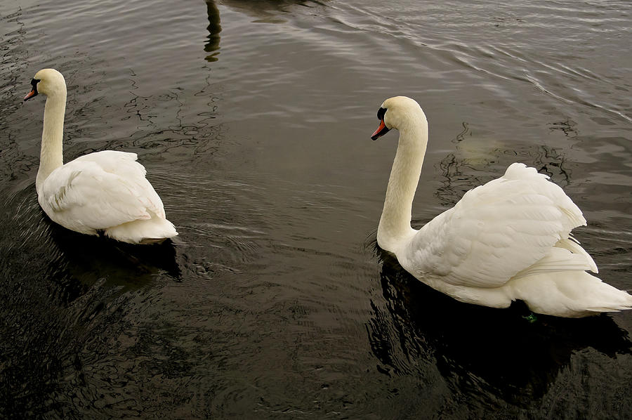 Life of swans. Photograph by Elena Perelman