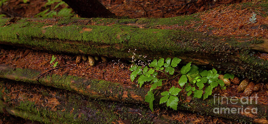 Life On A Log-Signed-#5636 Photograph by J L Woody Wooden
