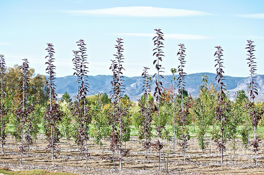 Life on a Tree Farm-Foothills View #1 Photograph by Cindy Schneider