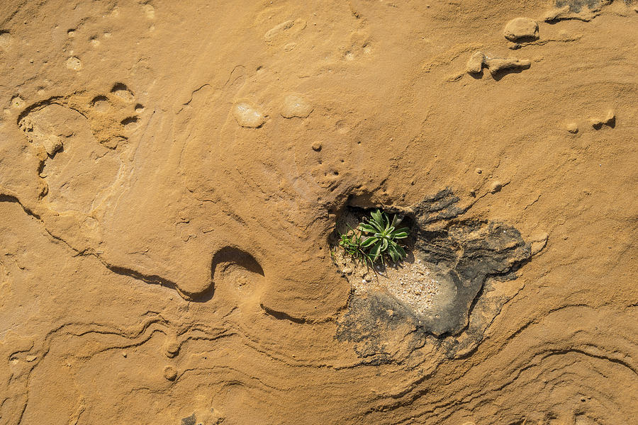 Life on Bare Rock - Delicate Plants on Rough Limestone Photograph by Georgia Mizuleva