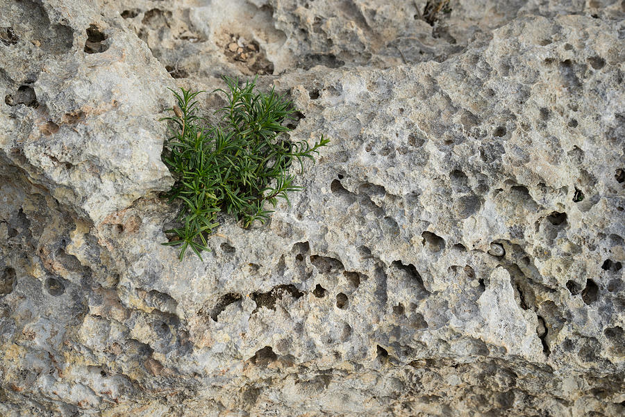 Life on Bare Rock - Pockmarked Limestone and Thyme Photograph by Georgia Mizuleva