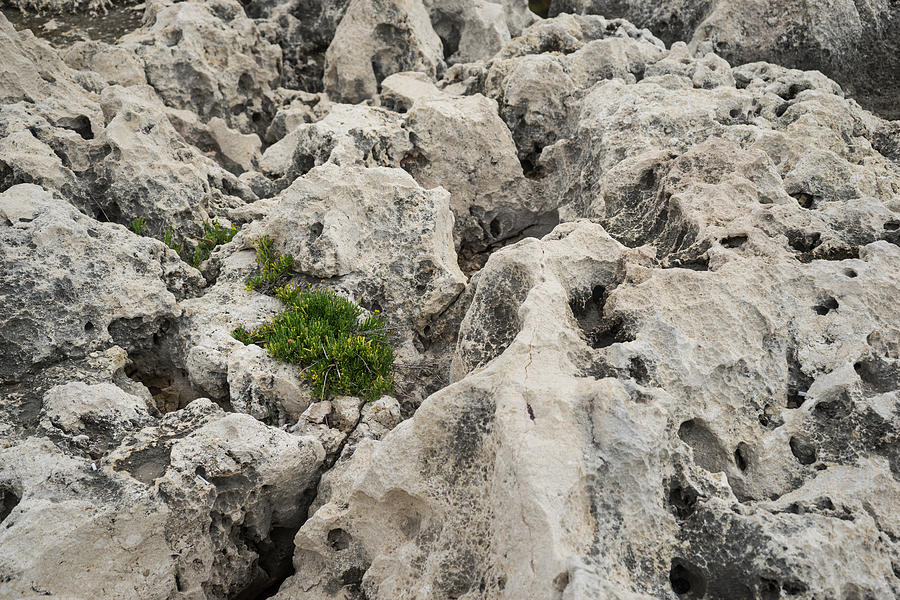Weathered Limestone Photograph - Life on Bare Rock - Weathered Limestone and Little Green Survivors by Georgia Mizuleva