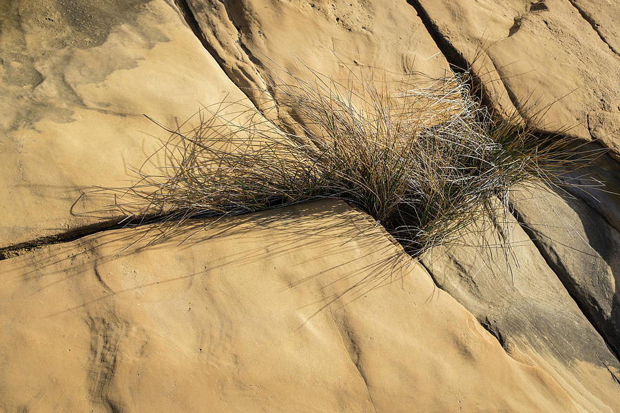 Life on Bare Rock - Wire Grass in the Cracks Photograph by Georgia Mizuleva