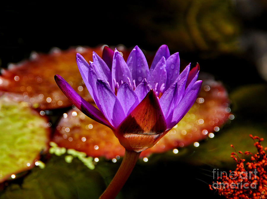 Water Lily Photograph - Life on the Pond 2 by Andrea Kollo