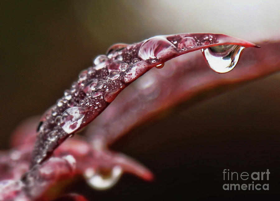 Life, Rain Drops on Leaves Photograph by Stephanie Laird