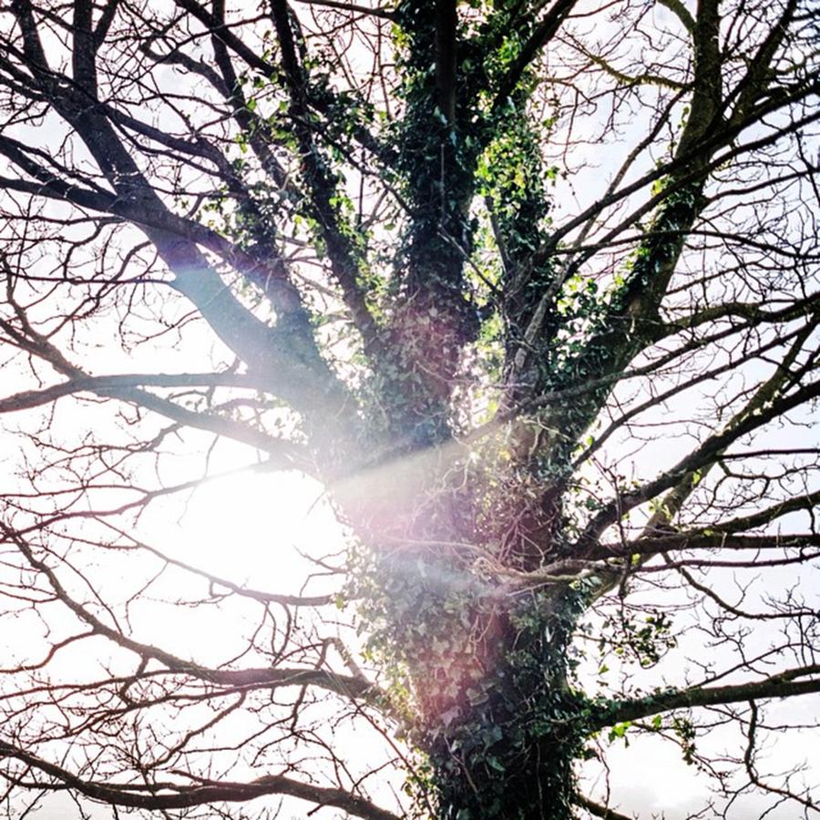 Tree Photograph - Life Springs Up Out Of The Dead Cold by Aleck Cartwright