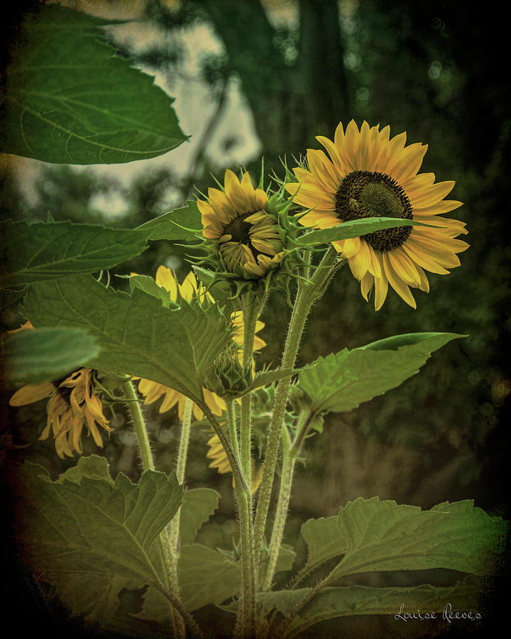 Life Stages of a Sunflower Photograph by Louise Reeves
