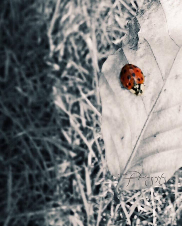 Ladybug Photograph - Life - the gift of nature  by Z Photography