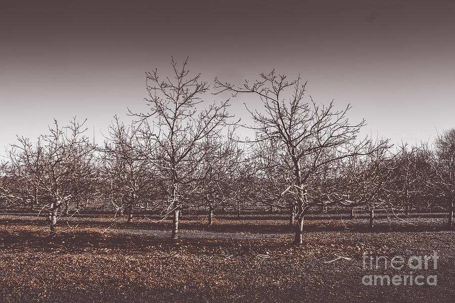 Tree Photograph - Lifeless cold winter orchard trees by Jorgo Photography