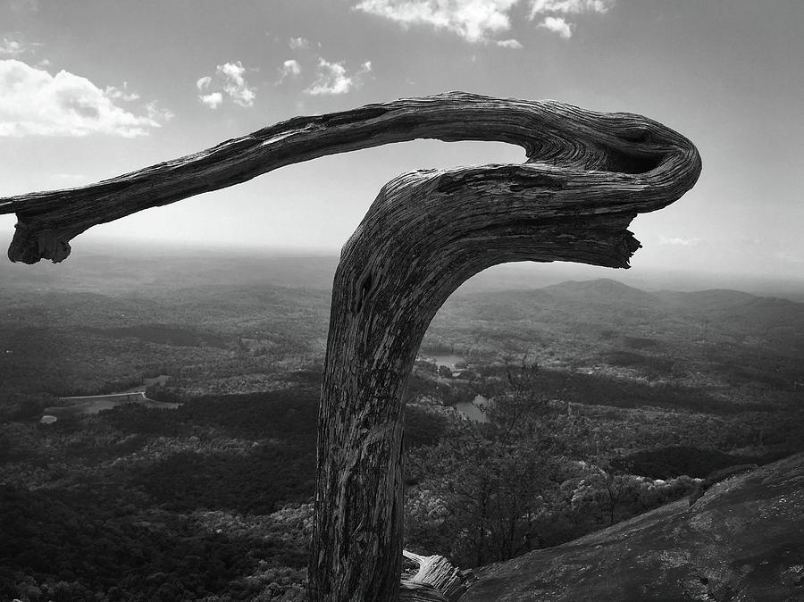 Table Rock State Park Photograph - Lifeless Tree Atop Table Rock by Kelly Hazel