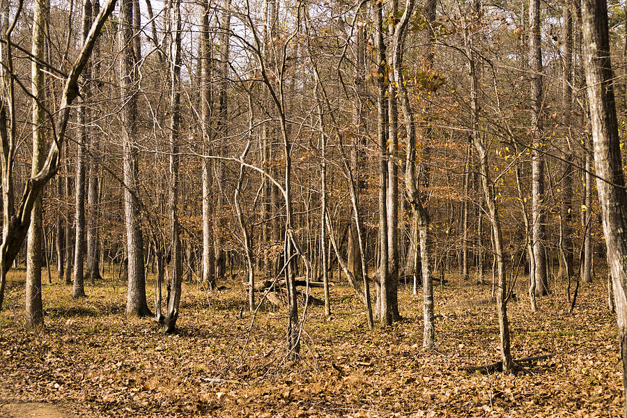 Forest Photograph - Lifeless by William Hall Forest Photograph - Lifeless by William Hall