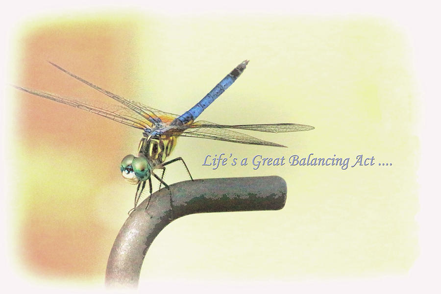 Lifes A Great Balancing Act Photograph by Ola Allen