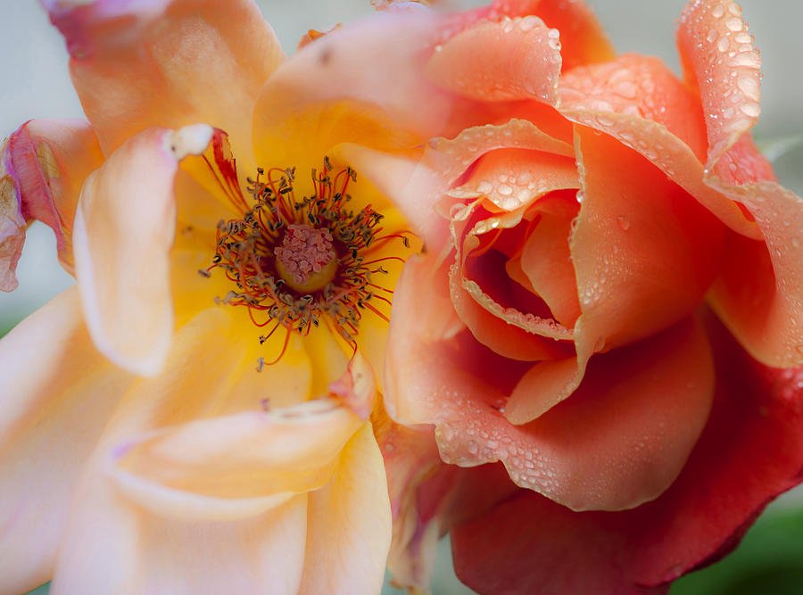 Rose Photograph - Lifespan by Stephen Anderson