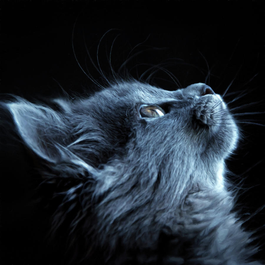 Gray Cat Pastel - Lift Me Up Cat Art by Georgiana Romanovna