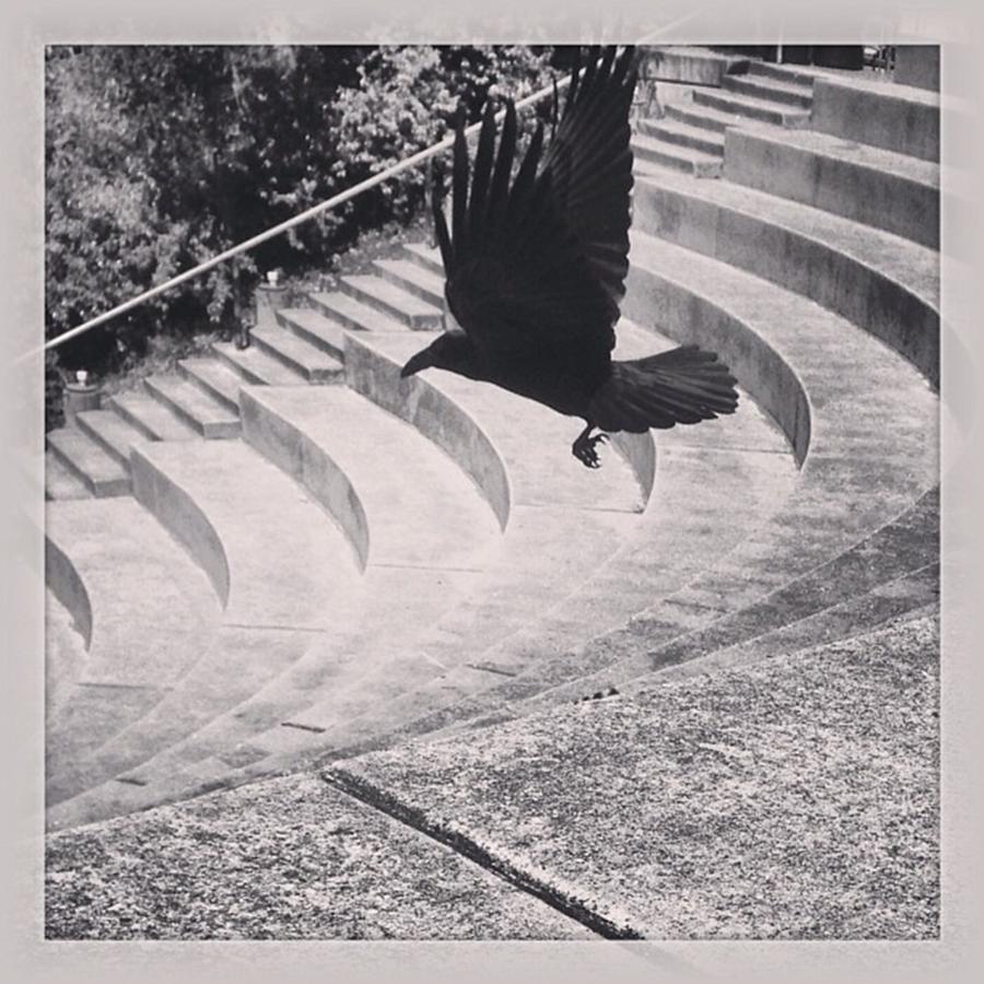 Blackbird Photograph - Lift Off by Alicia Boal